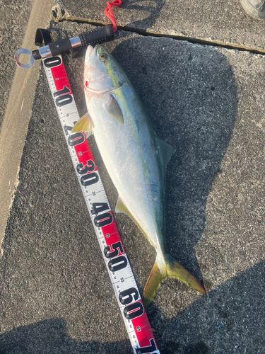 ワラサの釣果