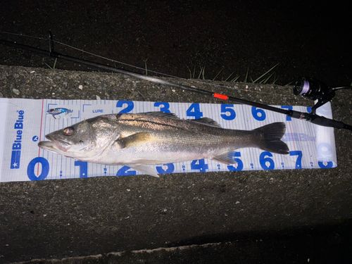シーバスの釣果