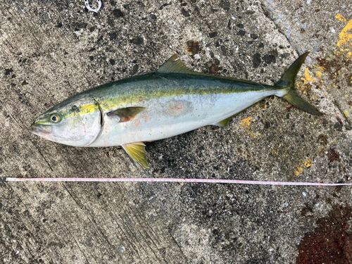 ヤズの釣果