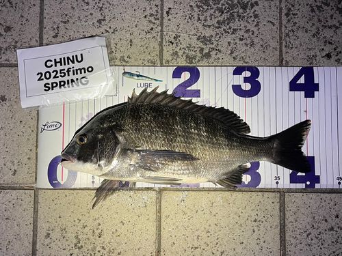 クロダイの釣果