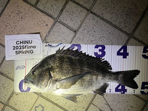 クロダイの釣果