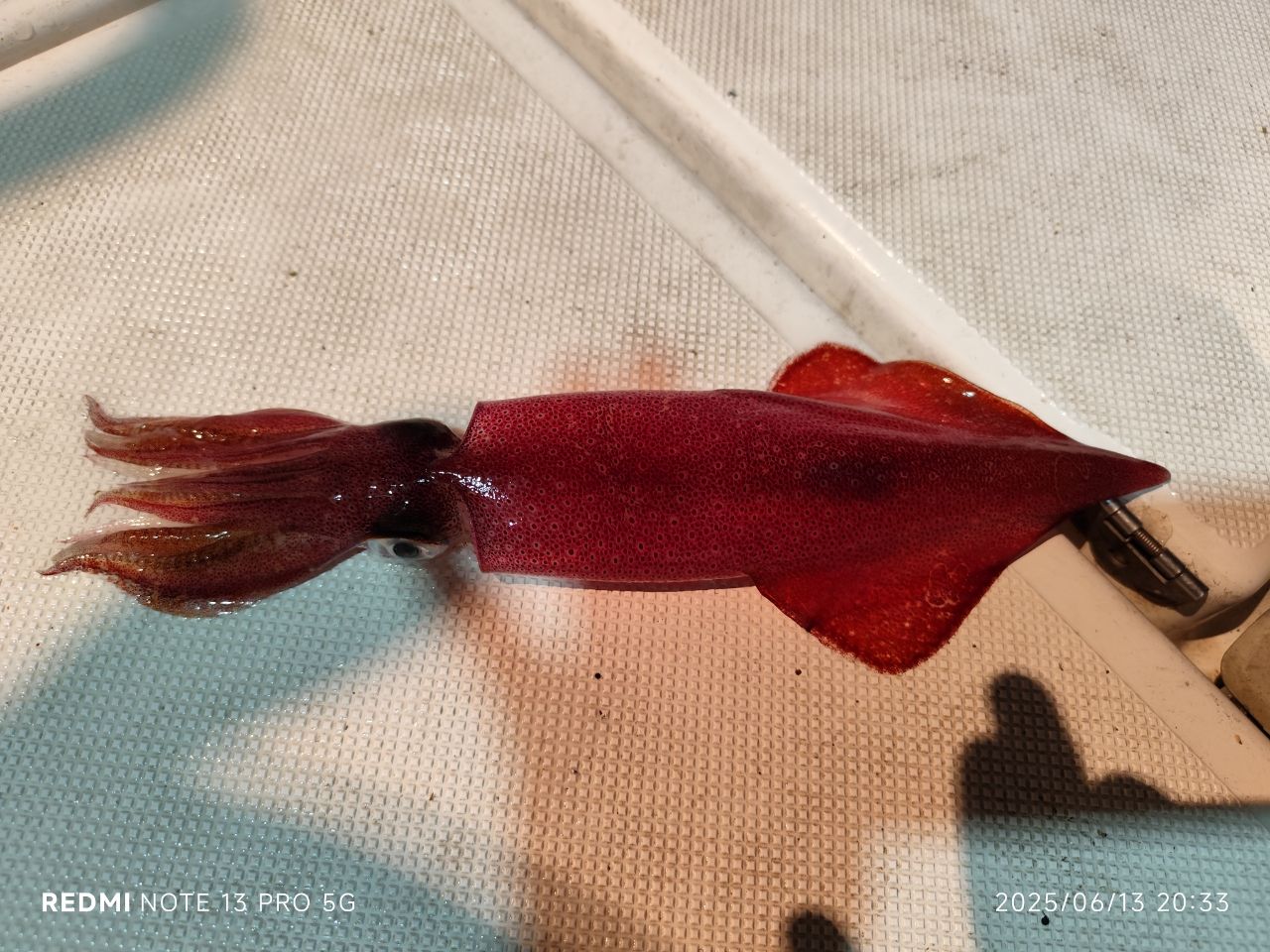 アカイカ