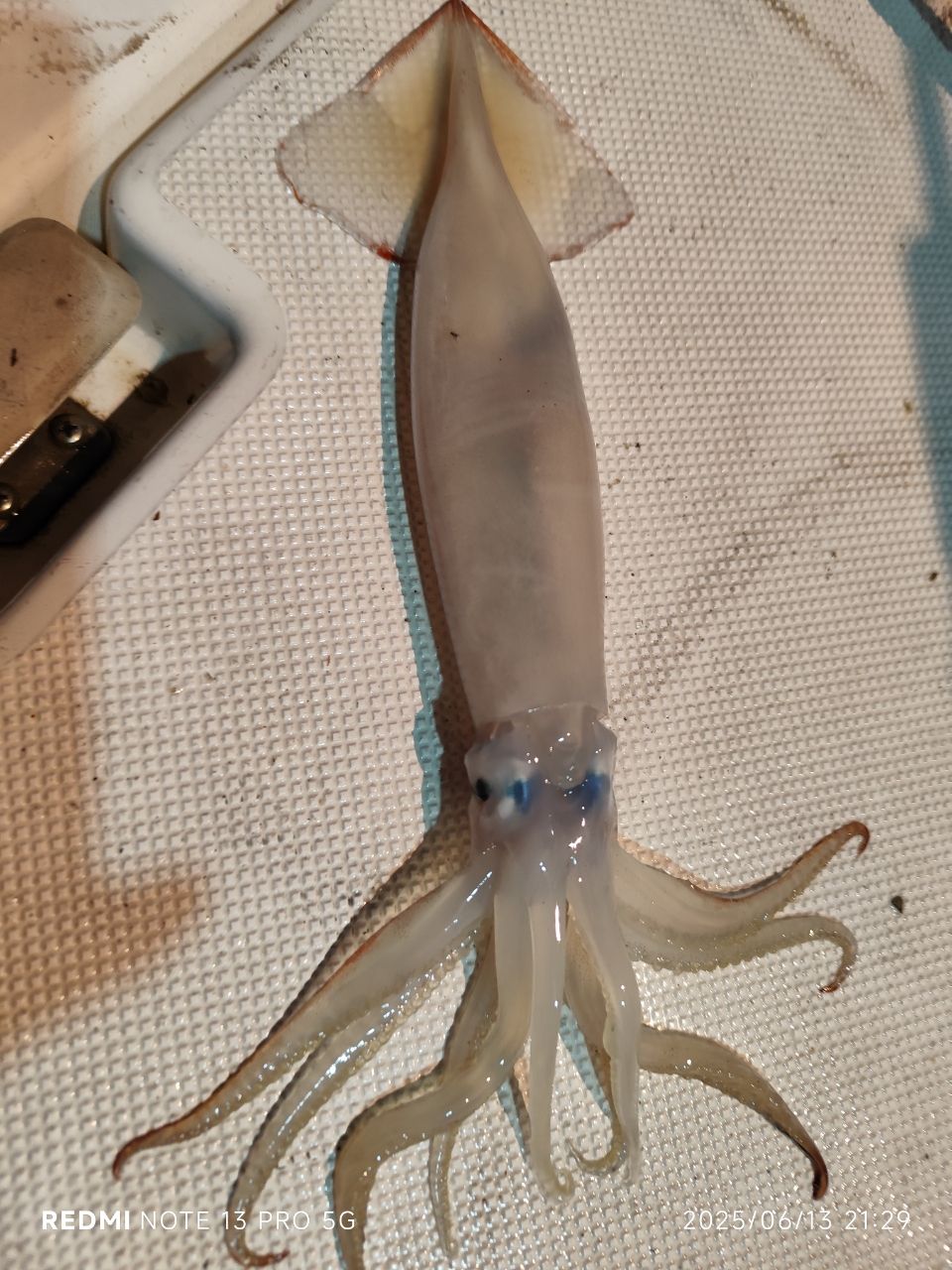 アカイカ