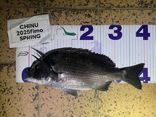クロダイの釣果