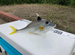 ギマの釣果