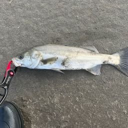 セイゴ（マルスズキ）