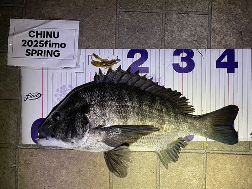 クロダイの釣果