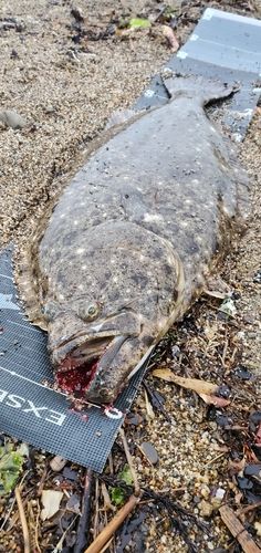 ヒラメの釣果