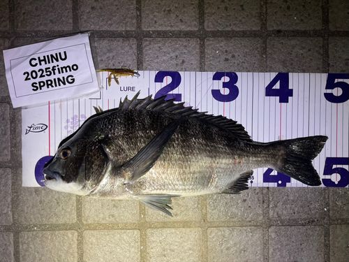 クロダイの釣果