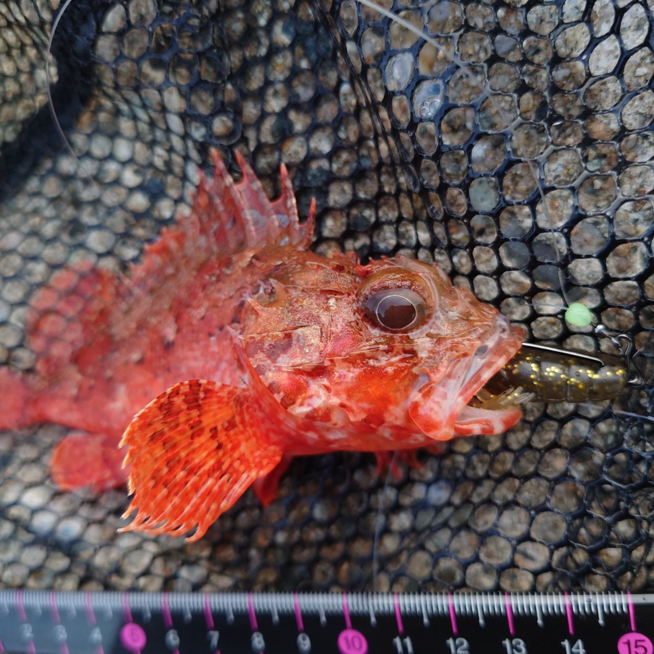 コクチフサカサゴ