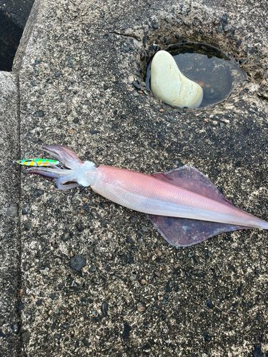 ヤリイカの釣果