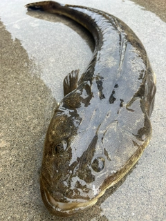 マゴチの釣果