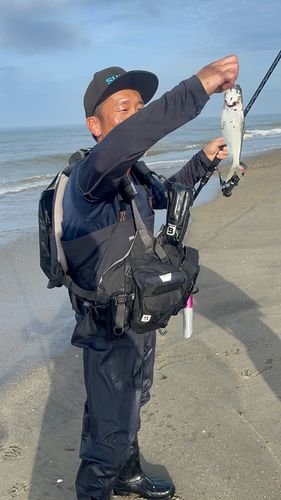 コノシロの釣果