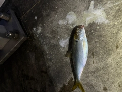 コノシロの釣果