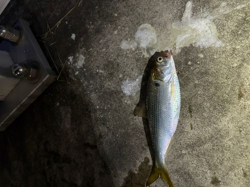 コノシロ