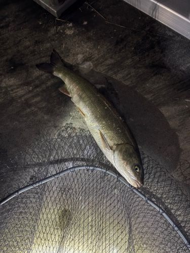 マルタウグイの釣果