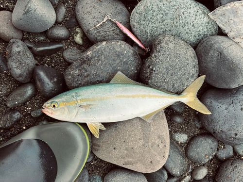 ワカシの釣果