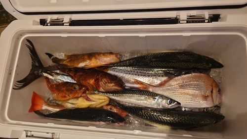 ブリの釣果