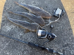 マゴチの釣果