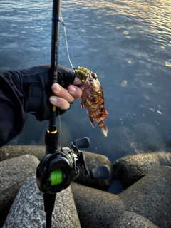 カサゴの釣果