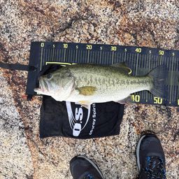 ラージマウスバス