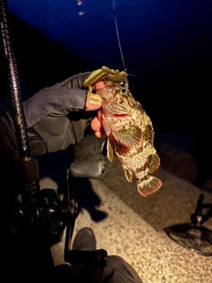 ムラソイの釣果