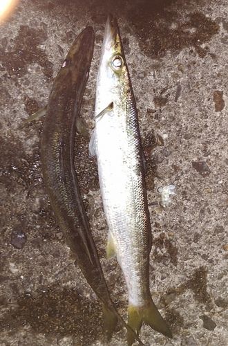 カマスの釣果