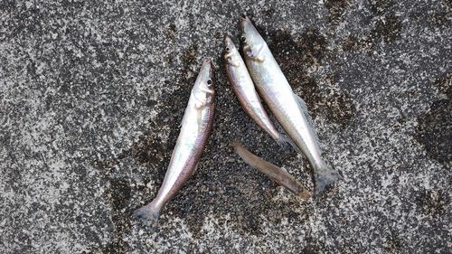 シロギスの釣果