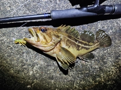 シマゾイの釣果