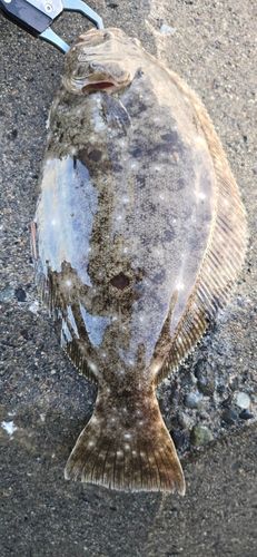 ヒラメの釣果