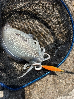 シリヤケイカの釣果