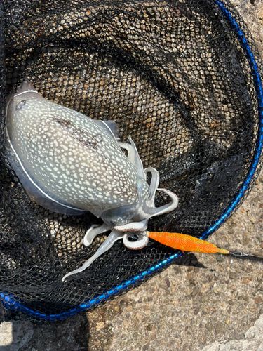 シリヤケイカの釣果