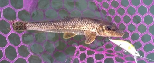 カマツカの釣果