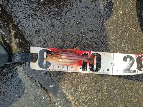 ネンブツダイの釣果