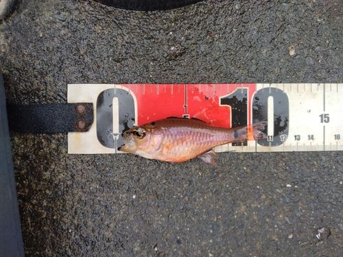 ネンブツダイの釣果