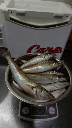 キスの釣果