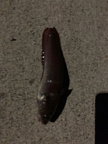 ドンコの釣果