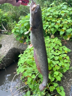ナマズの釣果