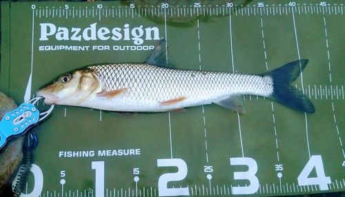 ニゴイの釣果