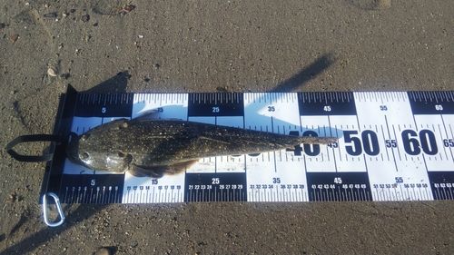 マゴチの釣果