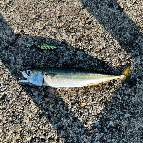 サバの釣果