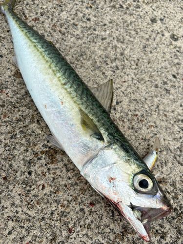 サバの釣果