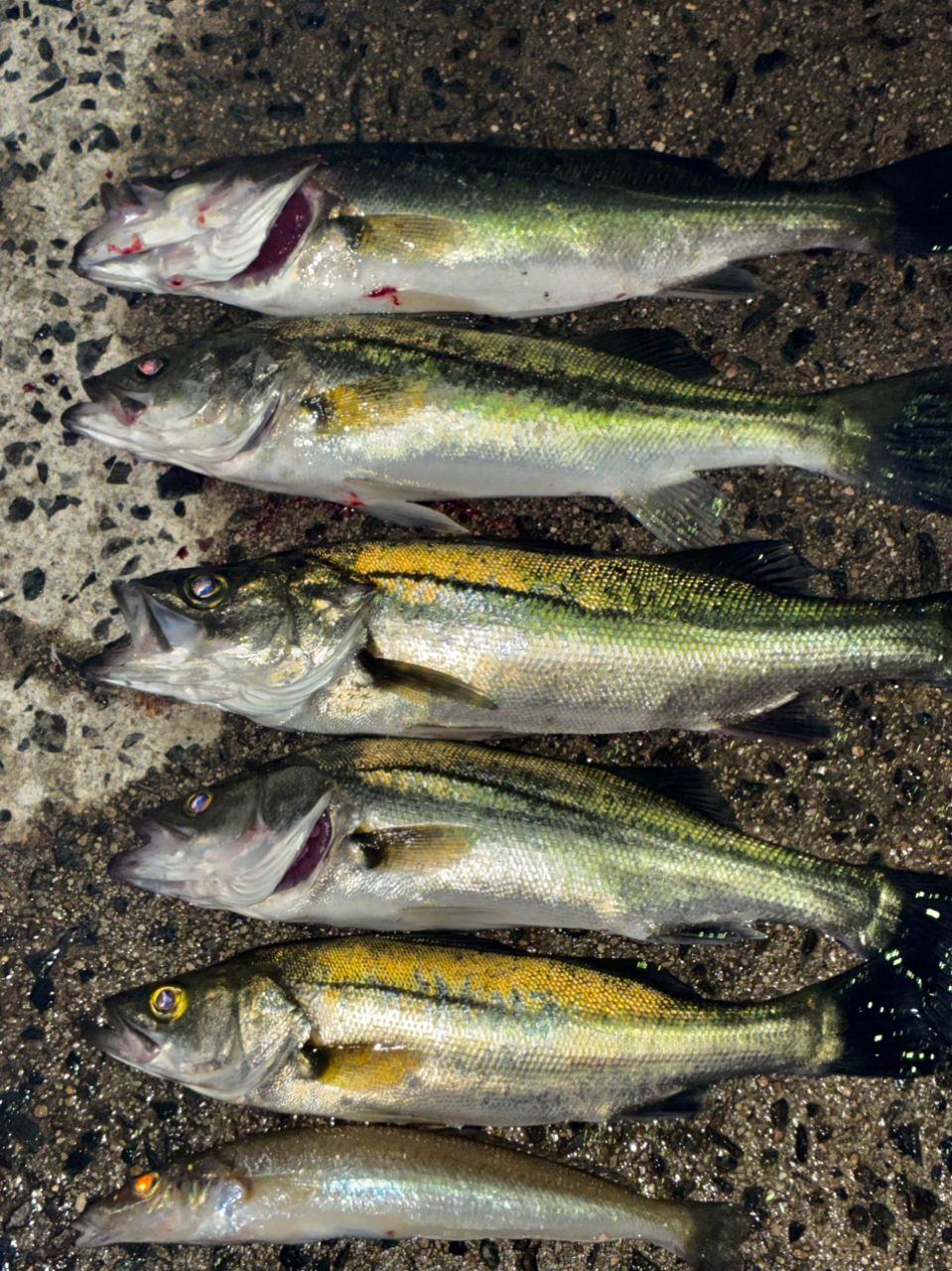 セイゴ（マルスズキ）