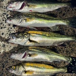 セイゴ（マルスズキ）