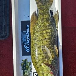 スモールマウスバス