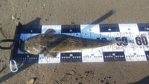 マゴチの釣果