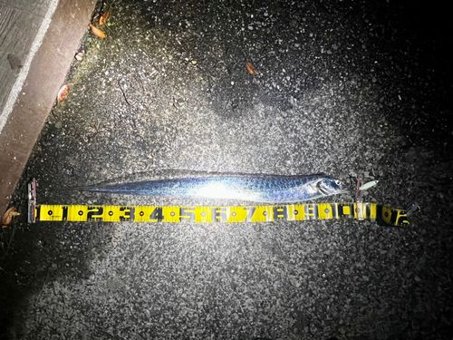 タチウオの釣果
