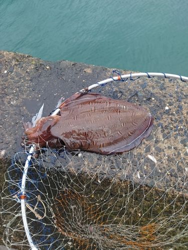 モンゴウイカの釣果