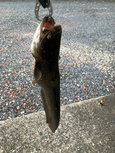 マナマズの釣果