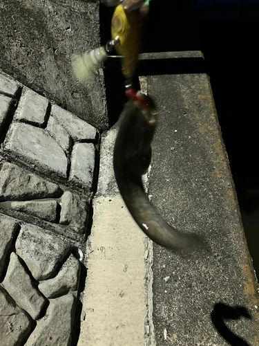 マナマズの釣果